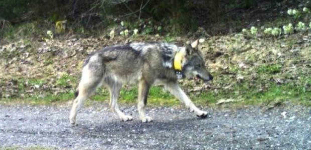 Dalla Svizzera all'Ungheria, un lupo cammina per quasi 2.000 chilometri