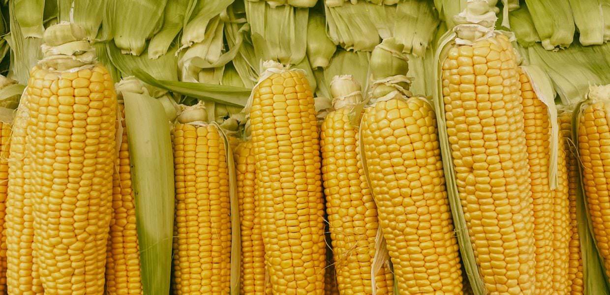 Ue, nel 2022 triplicato import di grano dall’Ucraina