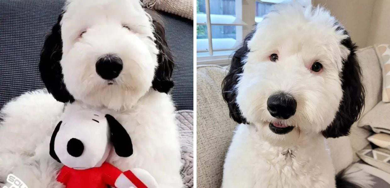 Snoopy esiste davvero. Ecco il cane simile all'amico di Charlie Brown