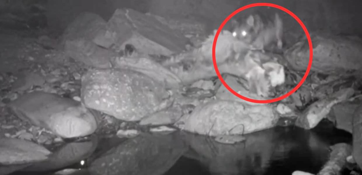 Lombardia, in Val Seriana un lupo sbrana un cervo