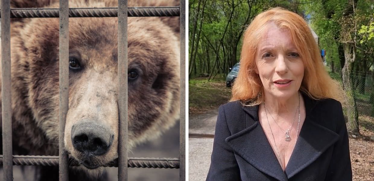 Michela Vittoria Brambilla fa visita all’orsa JJ4: "Ecco come sta"