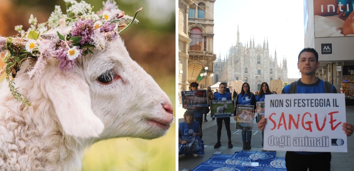 Pasqua 2023, OIPA: "Stop all'abbattimento degli agnelli"