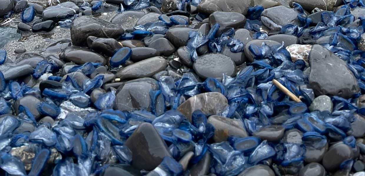 La Velella Velella tinge le spiagge d'Italia di blu, ecco la causa del fenomeno
