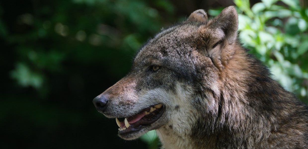 Lupi, continuano segnalazioni e attacchi in Lombardia e nel Lazio