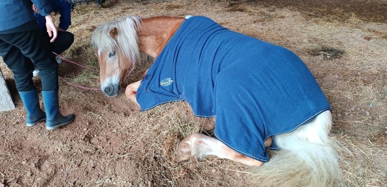 Alluvione in Emilia-Romagna, OIPA mette in salvo i cavalli