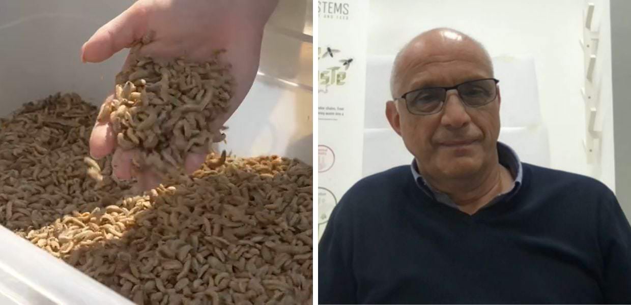 BEF Biosystems, ecco come gli insetti diventano cibo per animali