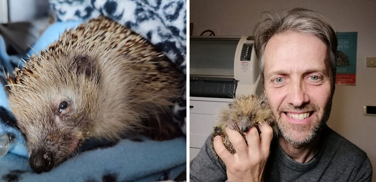 Centro Recupero Ricci "La Ninna", Massimo Vacchetta: "Ecco perché salvo i ricci"