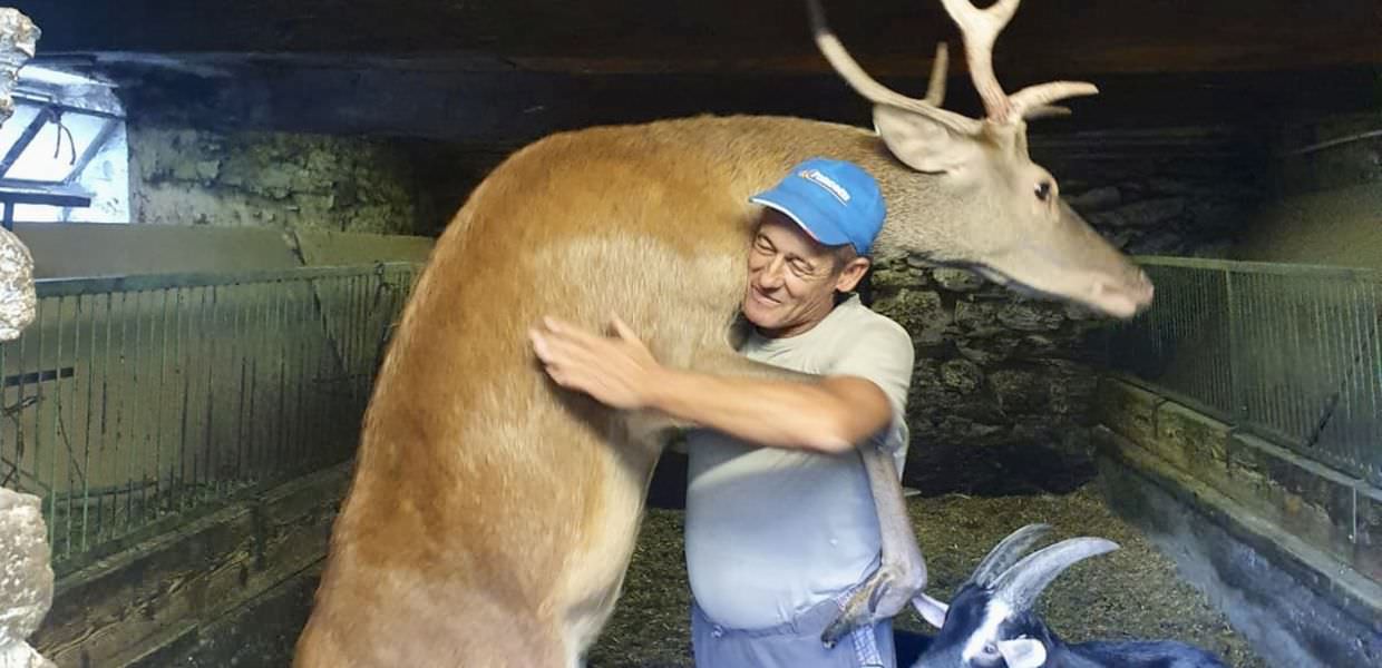 Animali, il cervo Bambi è ritornato a casa in Valmalenco