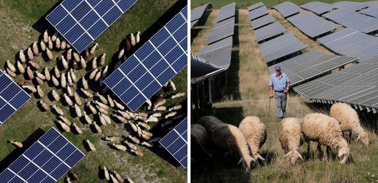 Kosovo, pecore tra i pannelli solari per brucare l'erba
