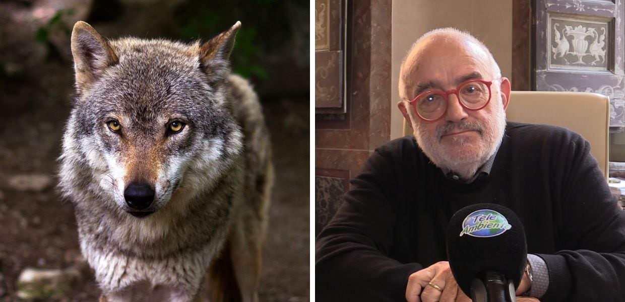 lupi giovanni cannata