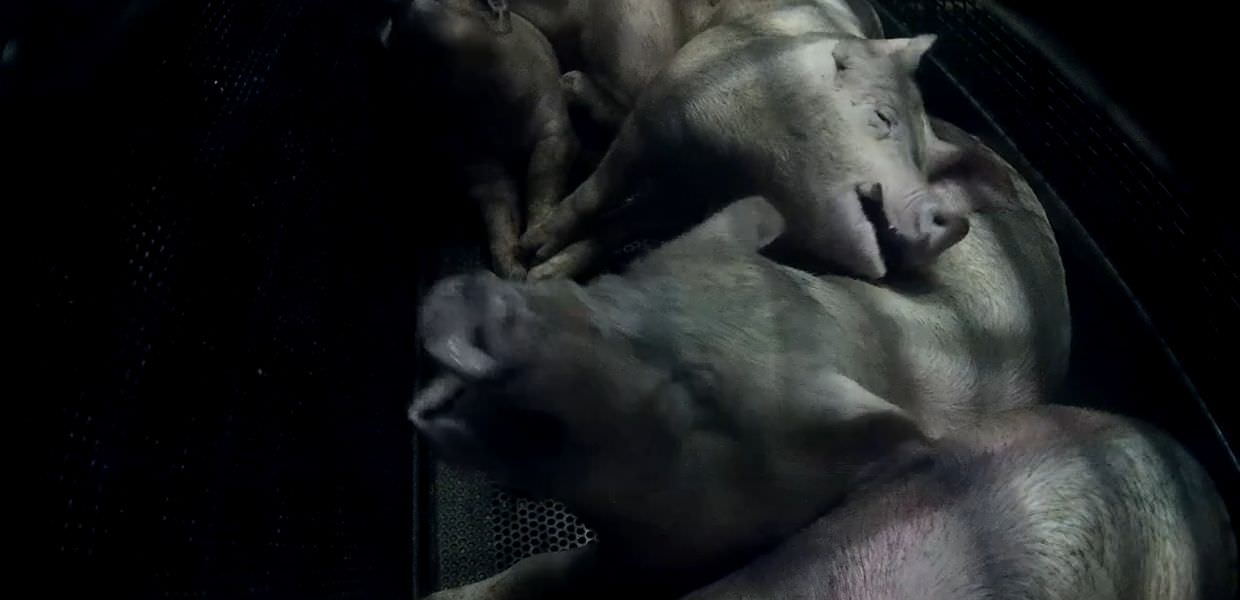 Regno Unito, l'agonia dei maiali uccisi nelle camere a gas