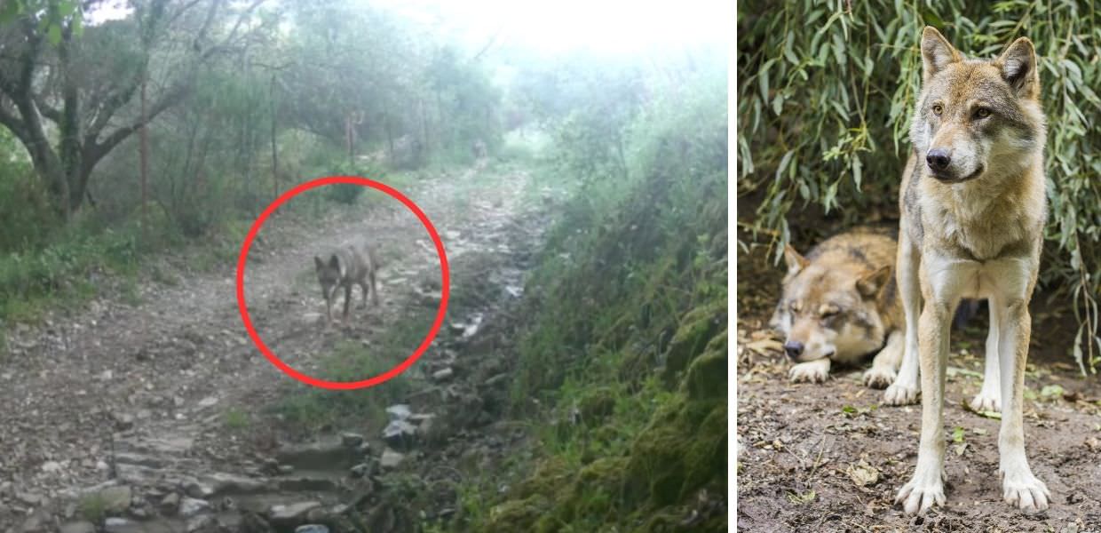 Branco di lupi a spasso nel Parco del Cilento. Il video