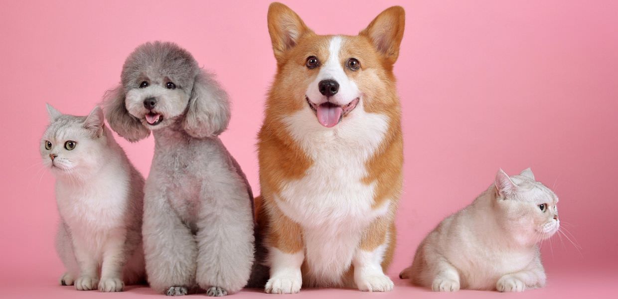 Rapporto Assalco-Zoomark, in Italia 65 milioni di animali domestici