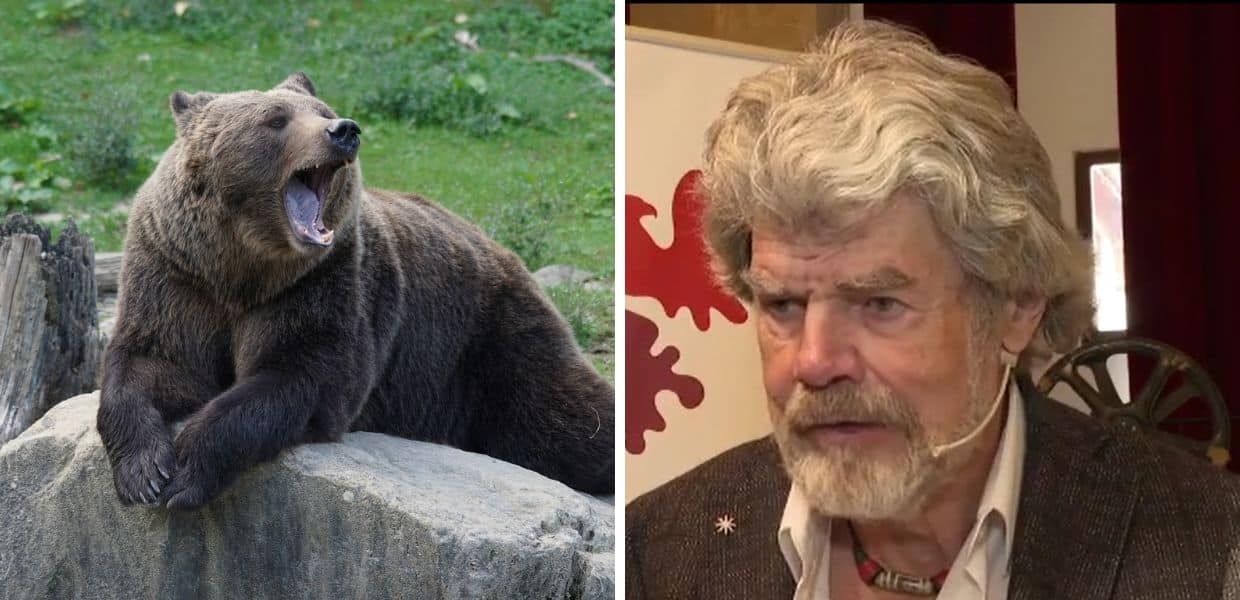 Reinhold Messner contro gli animalisti: "Orsi e lupi sono un problema"