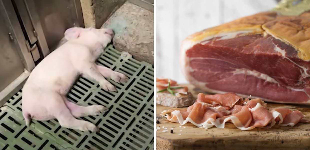 A Report l'inchiesta choc sui maiali destinati al Prosciutto di Parma