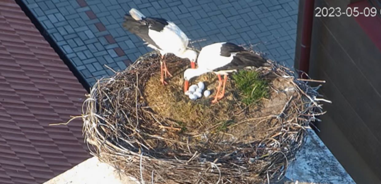 Repubblica Ceca, due cicogne femmine covano nello stesso nido