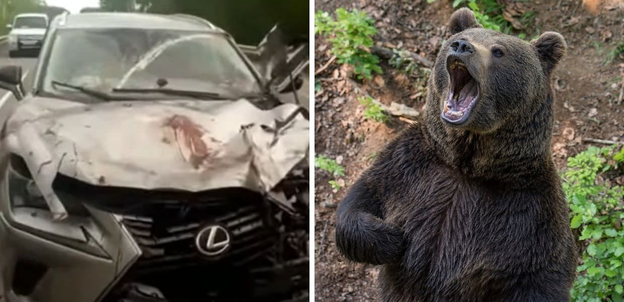 Russia, un automobilista investe un orso: l'animale si alza e distrugge il SUV