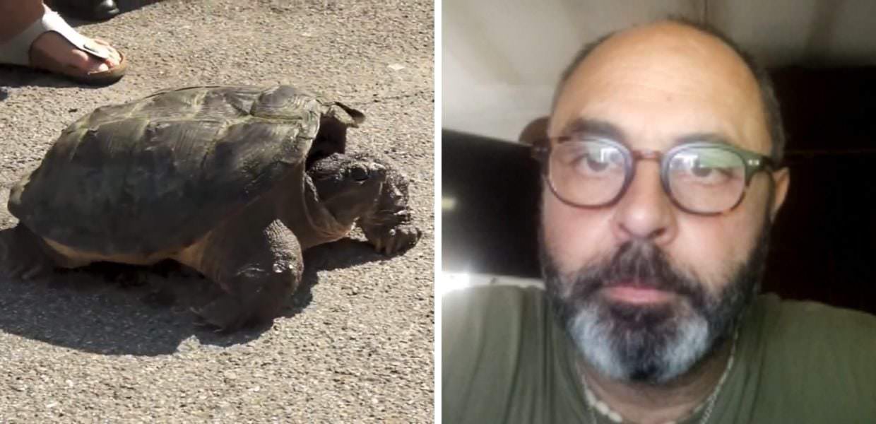 Ecco cosa fare se avvistiamo una tartaruga azzannatrice