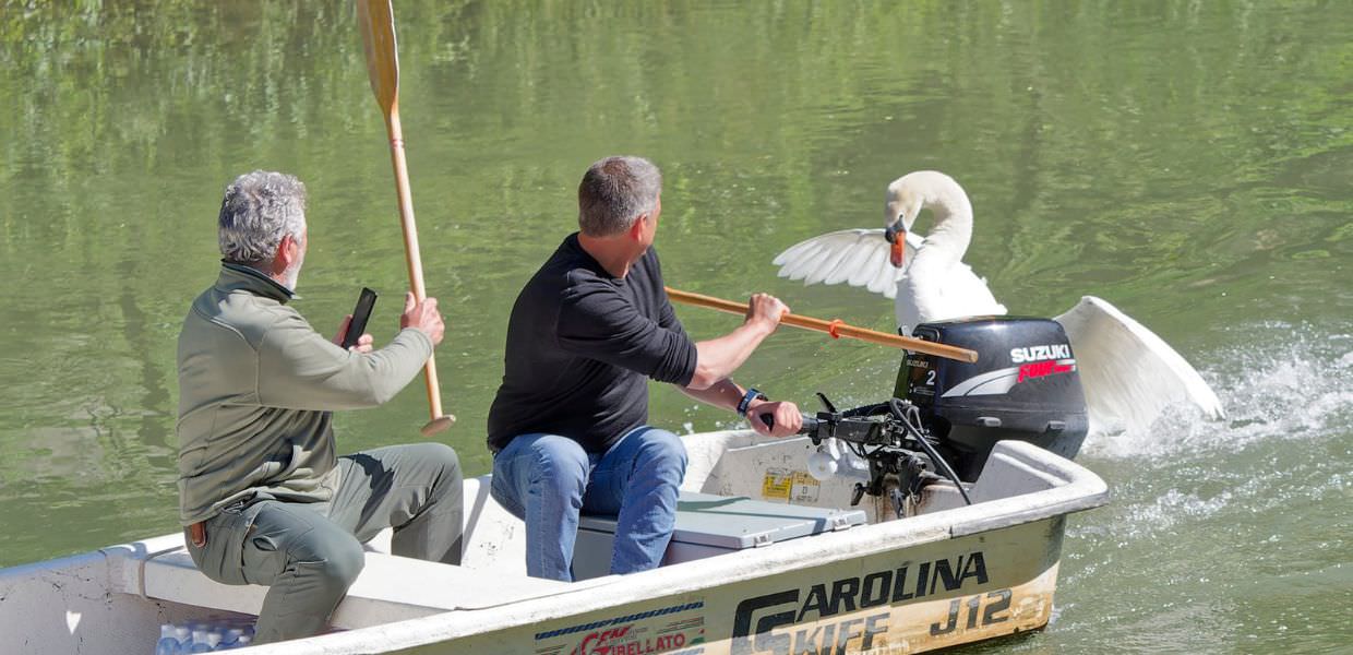 Cigno attacca due canoisti per difendere il nido. Il video