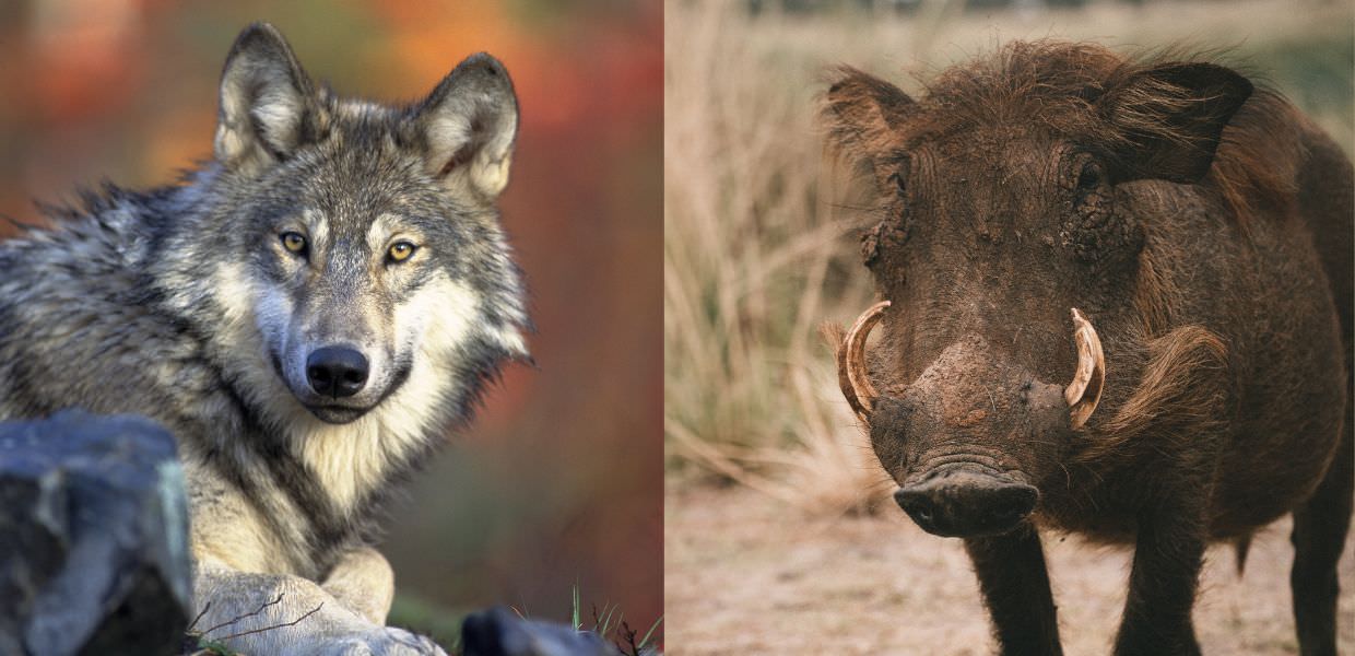 Umbria, continua emergenza attacchi lupi e cinghiali