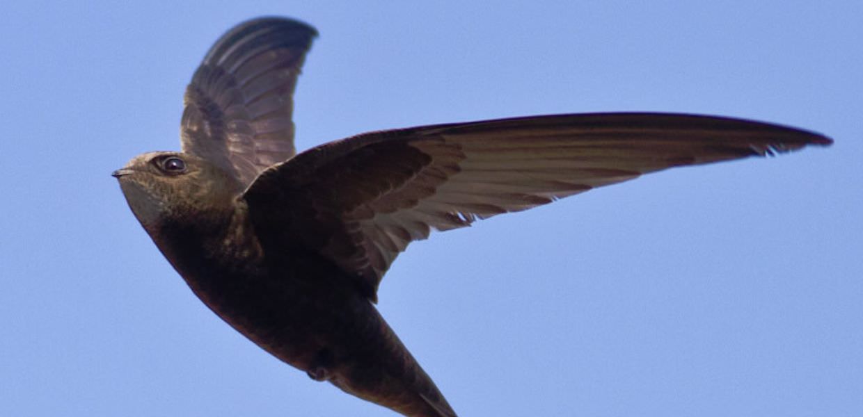 Umbria, uccelli selvatici predati da gatti e cani