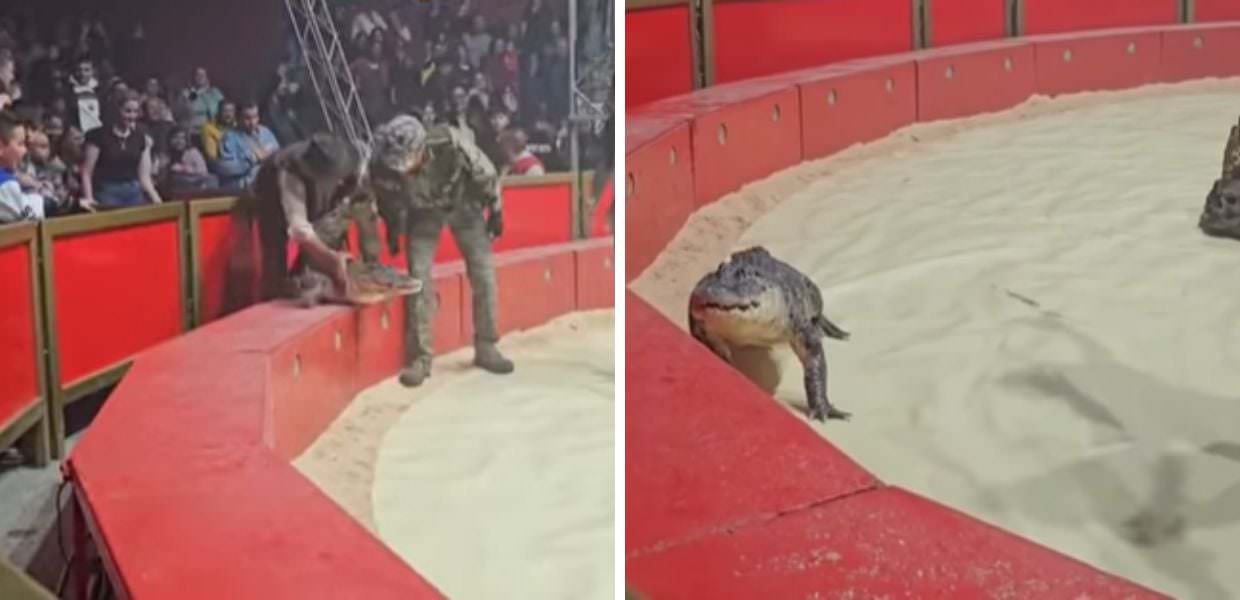 Un coccodrillo tenta di scappare durante lo spettacolo del circo. Il video