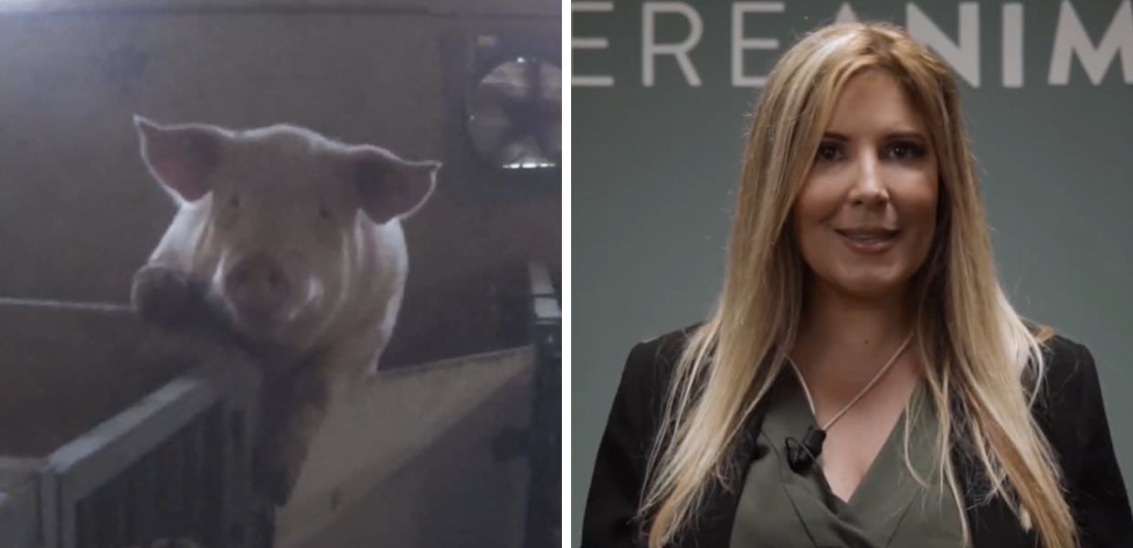 Essere Animali, con Selvaggia Lucarelli l'inchiesta sui maiali del Prosciutto di Parma