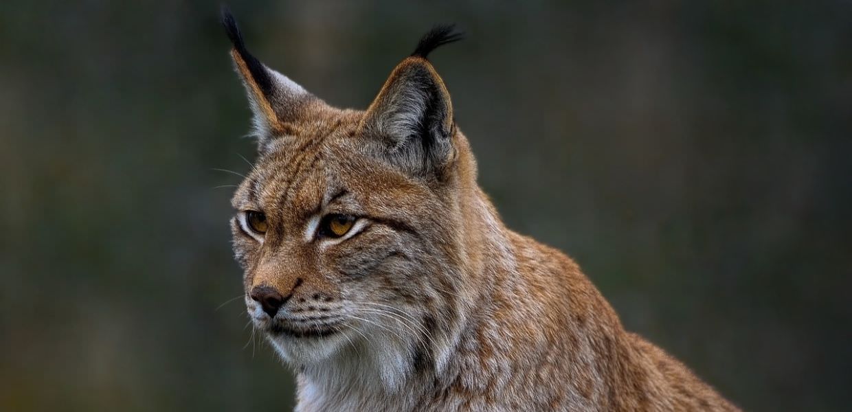 giornata mondiale lince