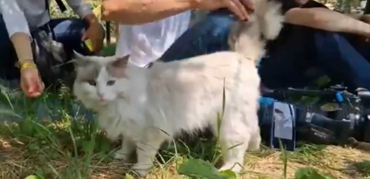Giulia Tramontano, i vicini di casa adottano il suo gatto