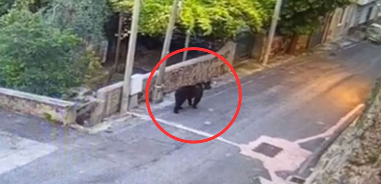 Orso passeggia nel borgo di Vicalvi. Il video