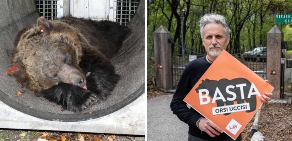 Orsa JJ4, LAV visita il Casteller: "Ecco come sta Gaia"