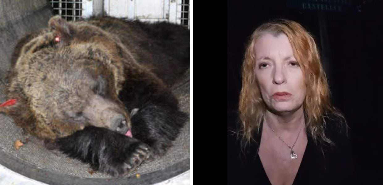 Trento, Brambilla al Casteller dall'orsa JJ4: "Sa che non rivedrà più i suoi cuccioli"