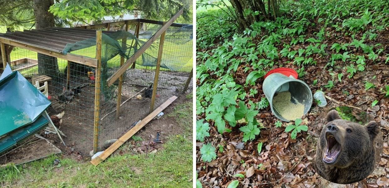 Trento, orso irrompe nel pollaio dell'hotel e "ruba" un bidone