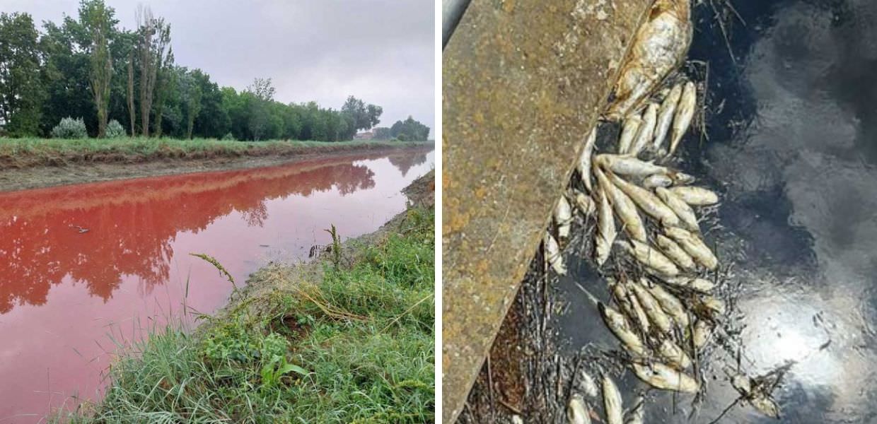 Orrore in Emilia-Romagna: migliaia di pesci morti in fiumi rosso sangue
