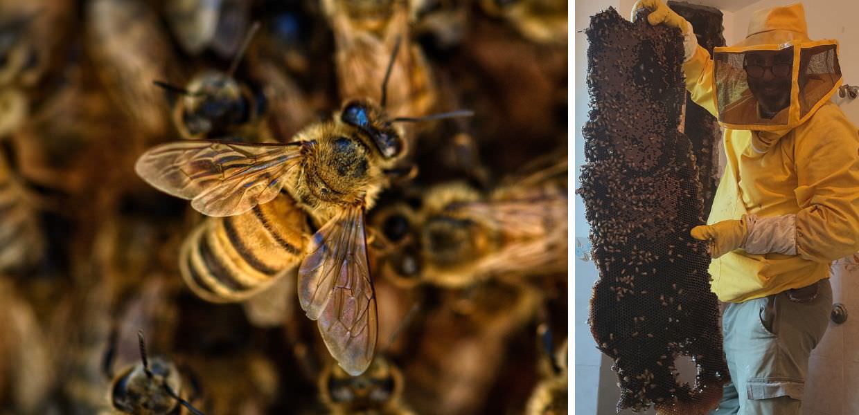 Roma, scoperto alveare con oltre 100mila api in casa