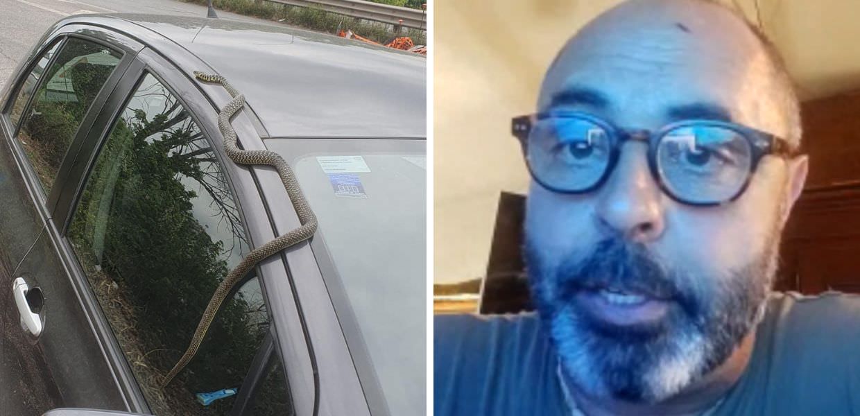 Serpenti a Roma, l'etologo Andrea Lunerti: "Ecco cosa fare se li avvistiamo"