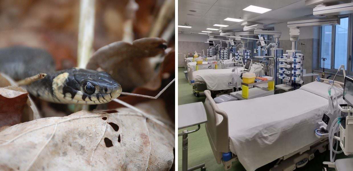 Morso da una vipera: uomo ricoverato in gravissime condizioni