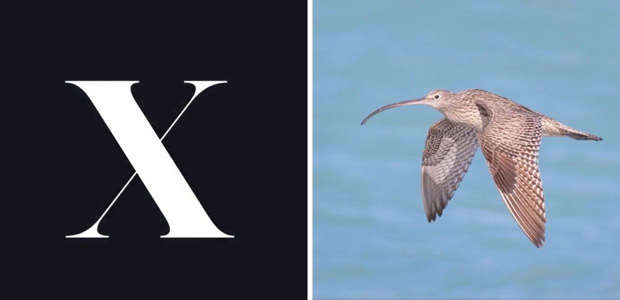 Il WWF sfrutta la morte dell'uccellino di Twitter per una campagna di sensibilizzazione