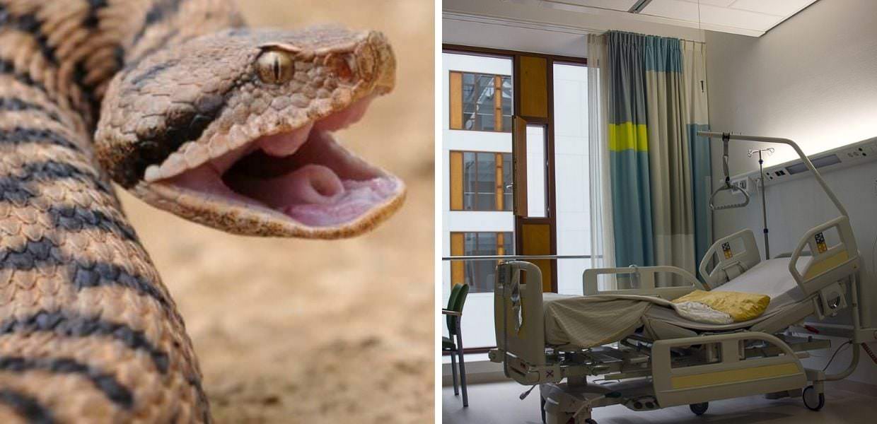 Morso da una vipera: bambino di otto anni ricoverato in ospedale