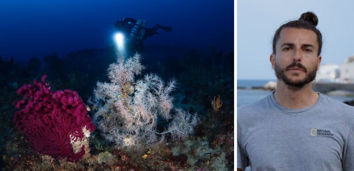 "Il Bianco nel Blu", arriva il documentario sulle foreste di corallo nero di Marettimo