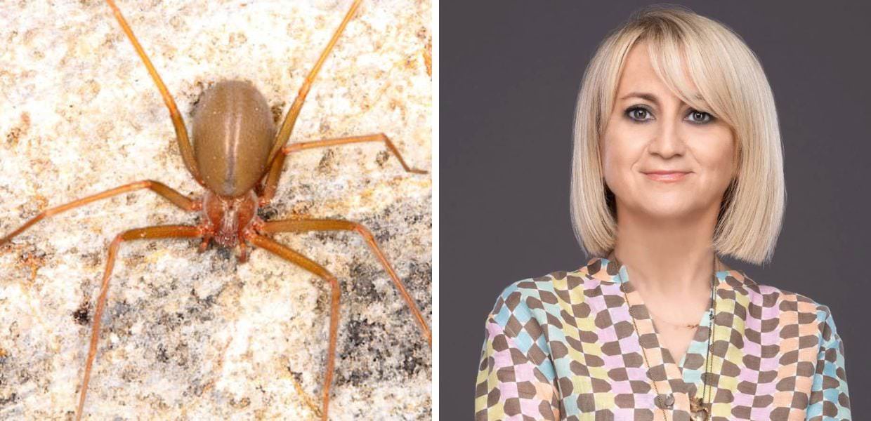 Luciana Littizzetto morsa da un ragno violino: ecco cosa è successo