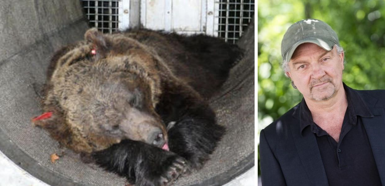 Cinema, arriva il film sull'orsa JJ4. Il regista Giovanni Veronesi: "Il "cattivo" sarà Fugatti"