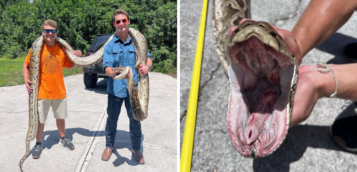 Catturano un pitone birmano di sei metri a mani nude: il video