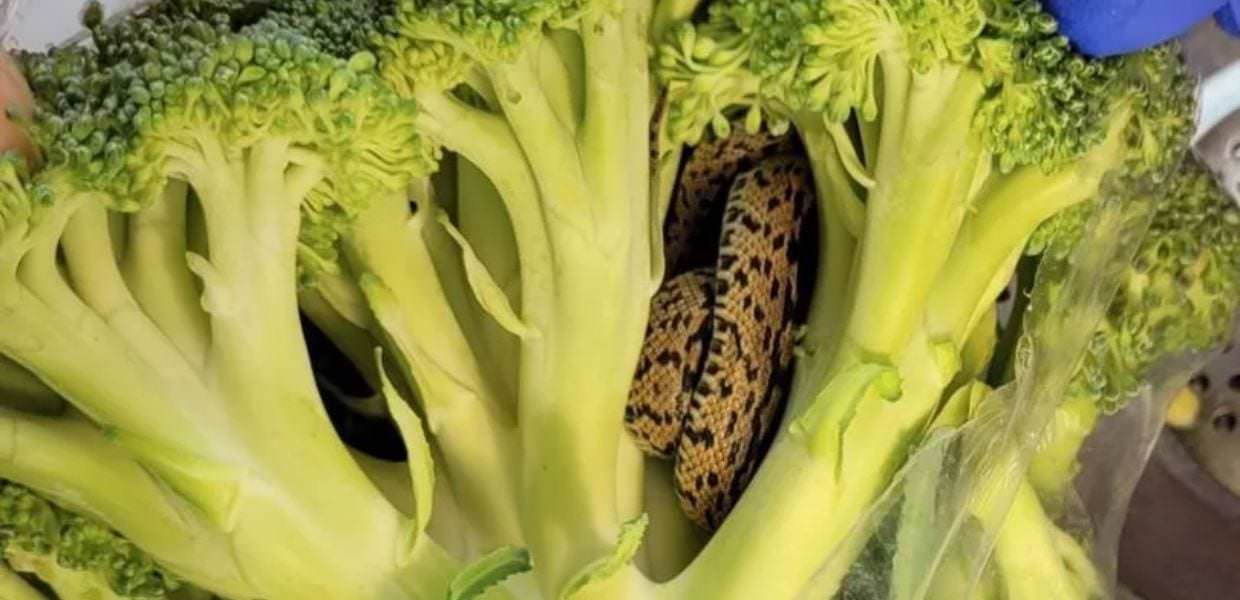 Apre una busta di insalata: uomo trova un serpente vivo