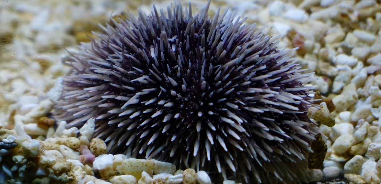 ricci mare cambiamento climatico studio ispra