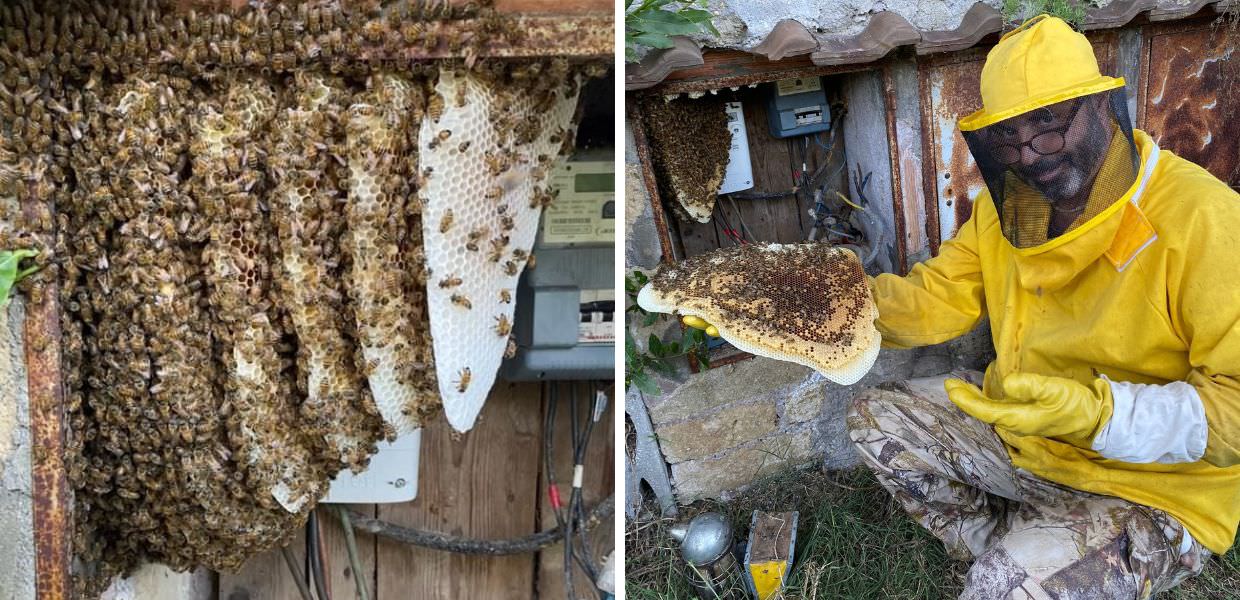 Roma, oltre 60mila api nel contatore elettrico aggrediscono un uomo