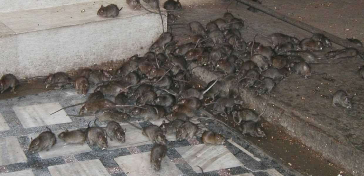 Topi a Roma, l'allarme degli esperti: "Almeno dieci milioni di esemplari"