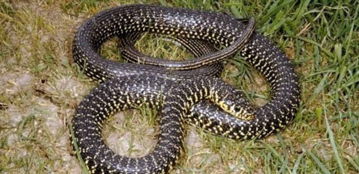 Serpenti a Roma, esemplare trovato in un giardino. L'esperto: "Ecco come comportarci"