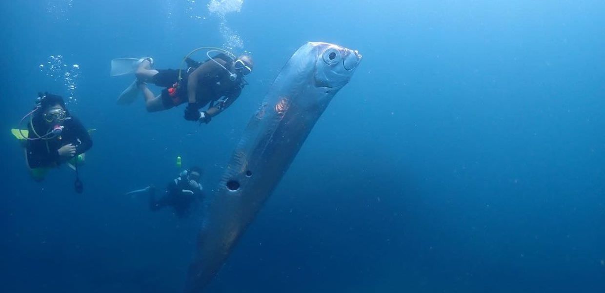 Pesce remo avvistato negli abissi: "Disastri naturali imminenti"