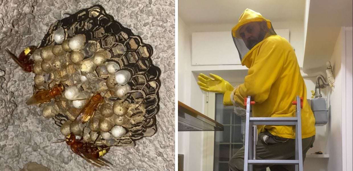 Vespe orientalis a Roma, i consigli dell'esperto: "Ecco come comportarci"